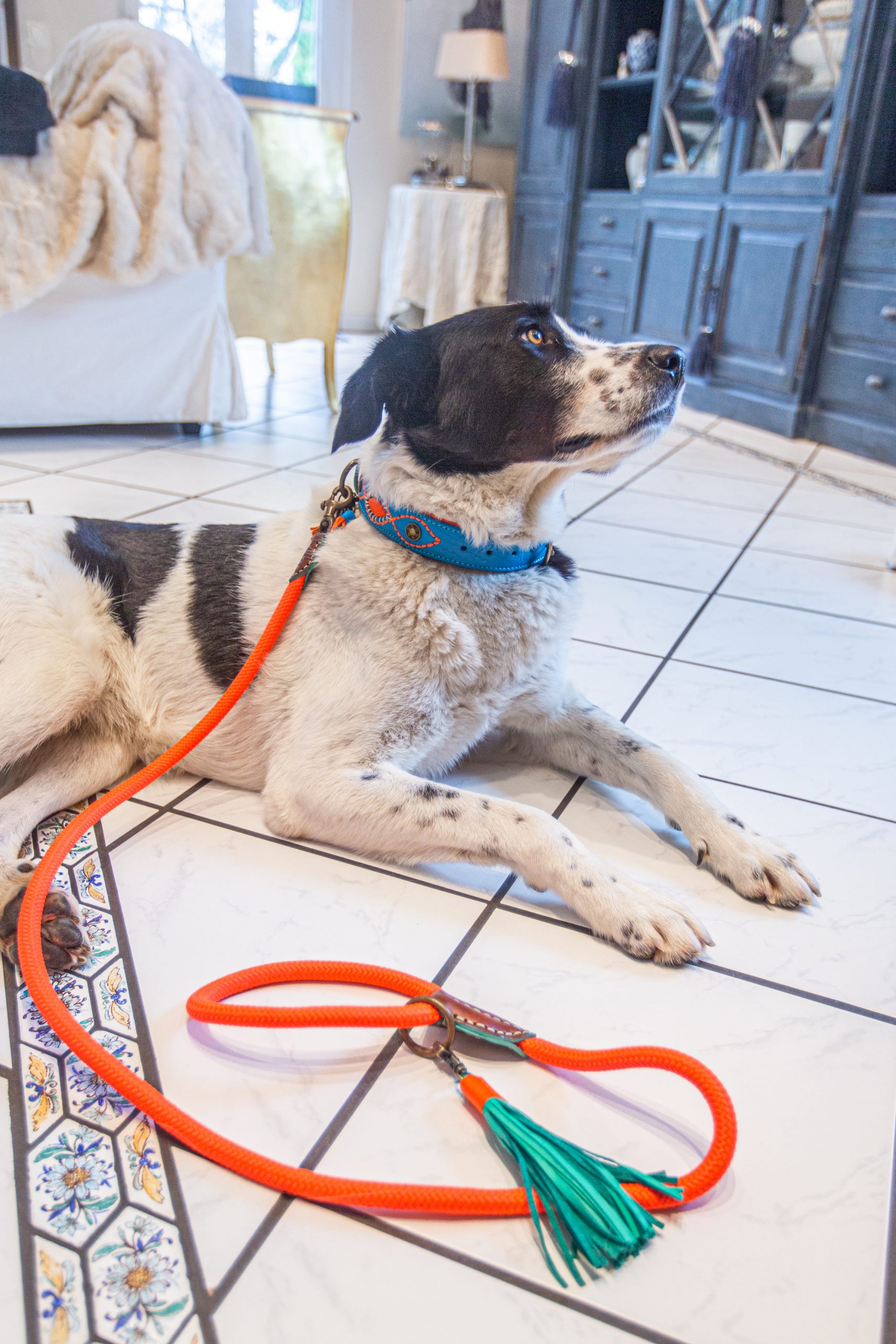 Hund mit Hundeleine und Hundehalsband